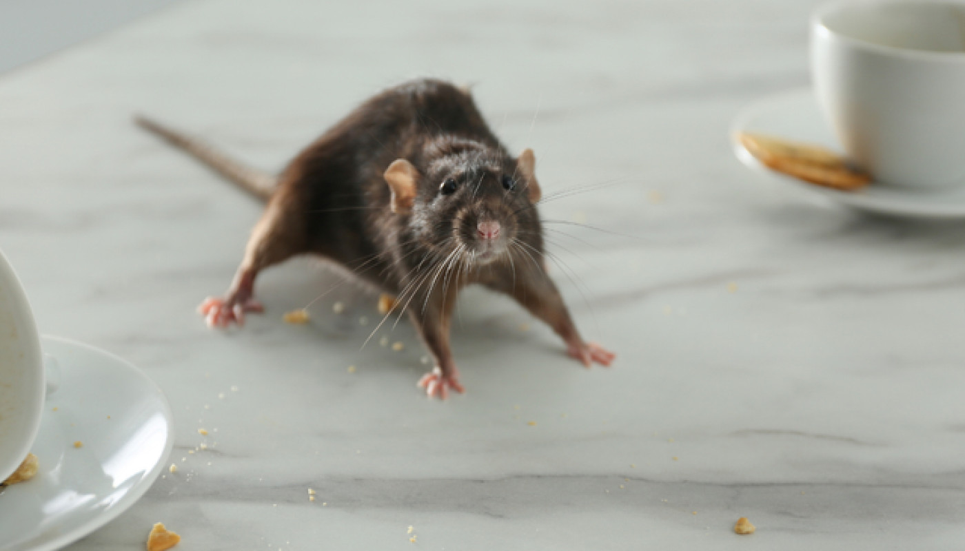 Rats dans un appartement au Mans : contactez Sherlock Détecte !